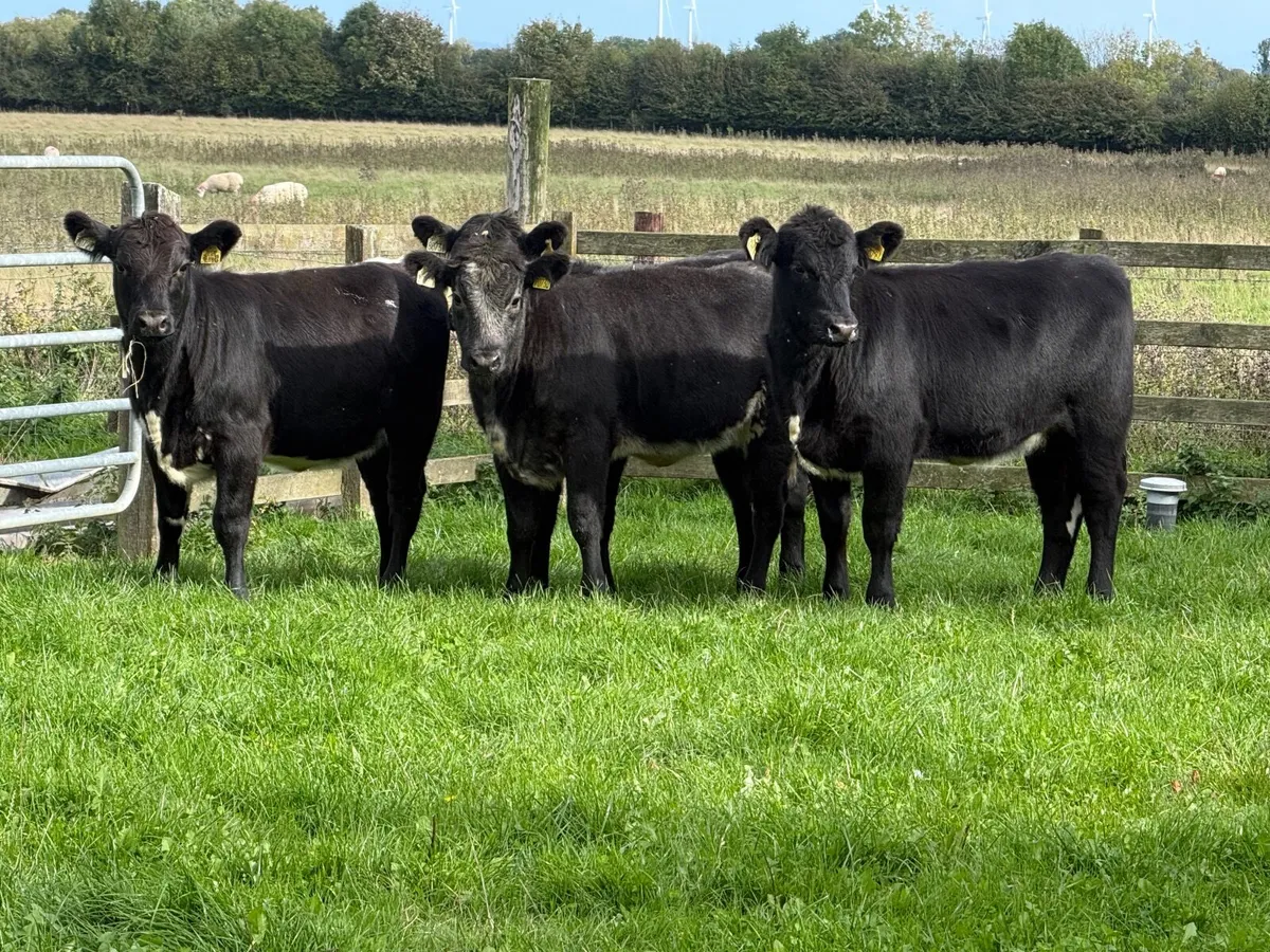 4 Suckler Bred Angus Heifer Weanlings - Image 4