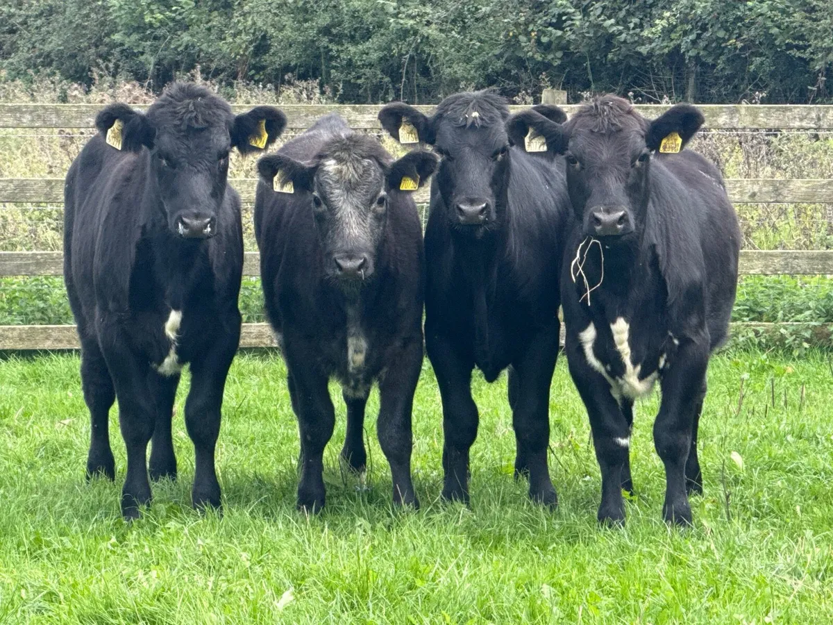 4 Suckler Bred Angus Heifer Weanlings - Image 1