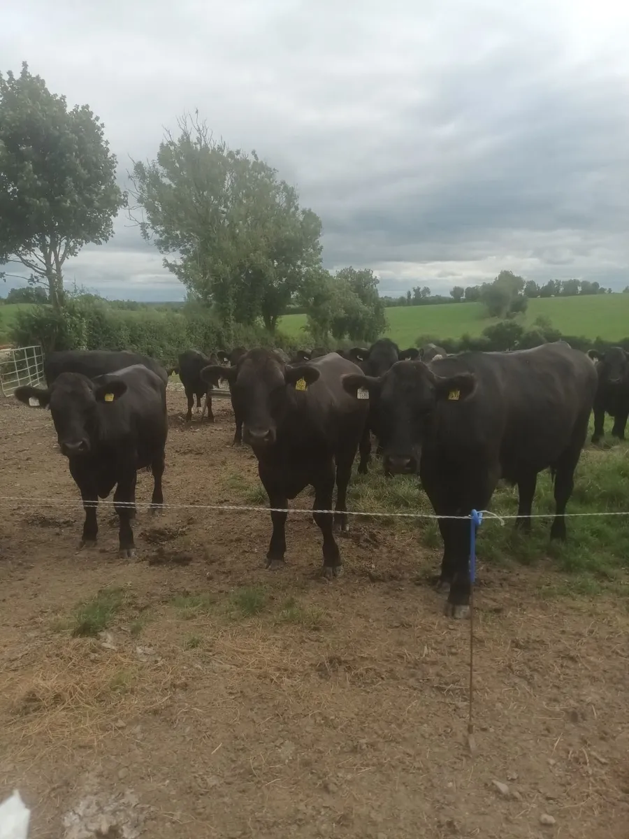 Angus and hereford - Image 2