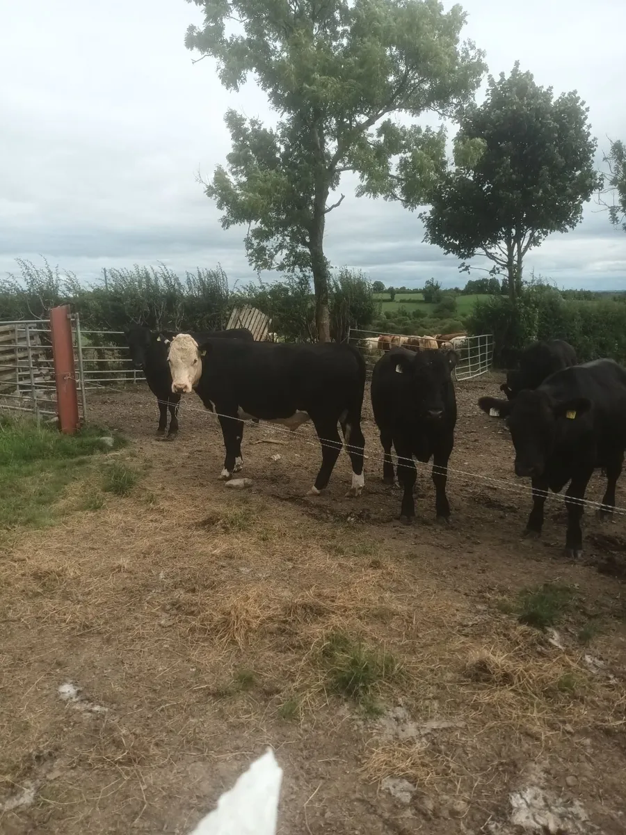 Angus and hereford - Image 3
