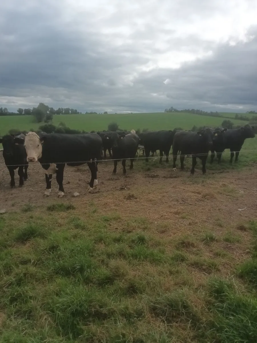 Angus and hereford - Image 1
