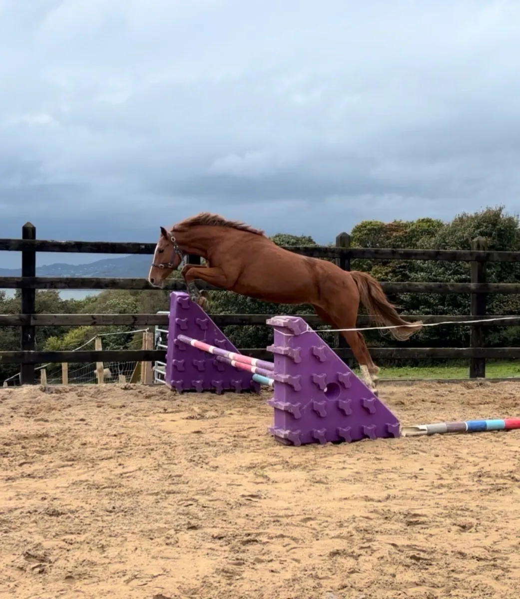 15.3h 6 yo ISH mare - Image 3