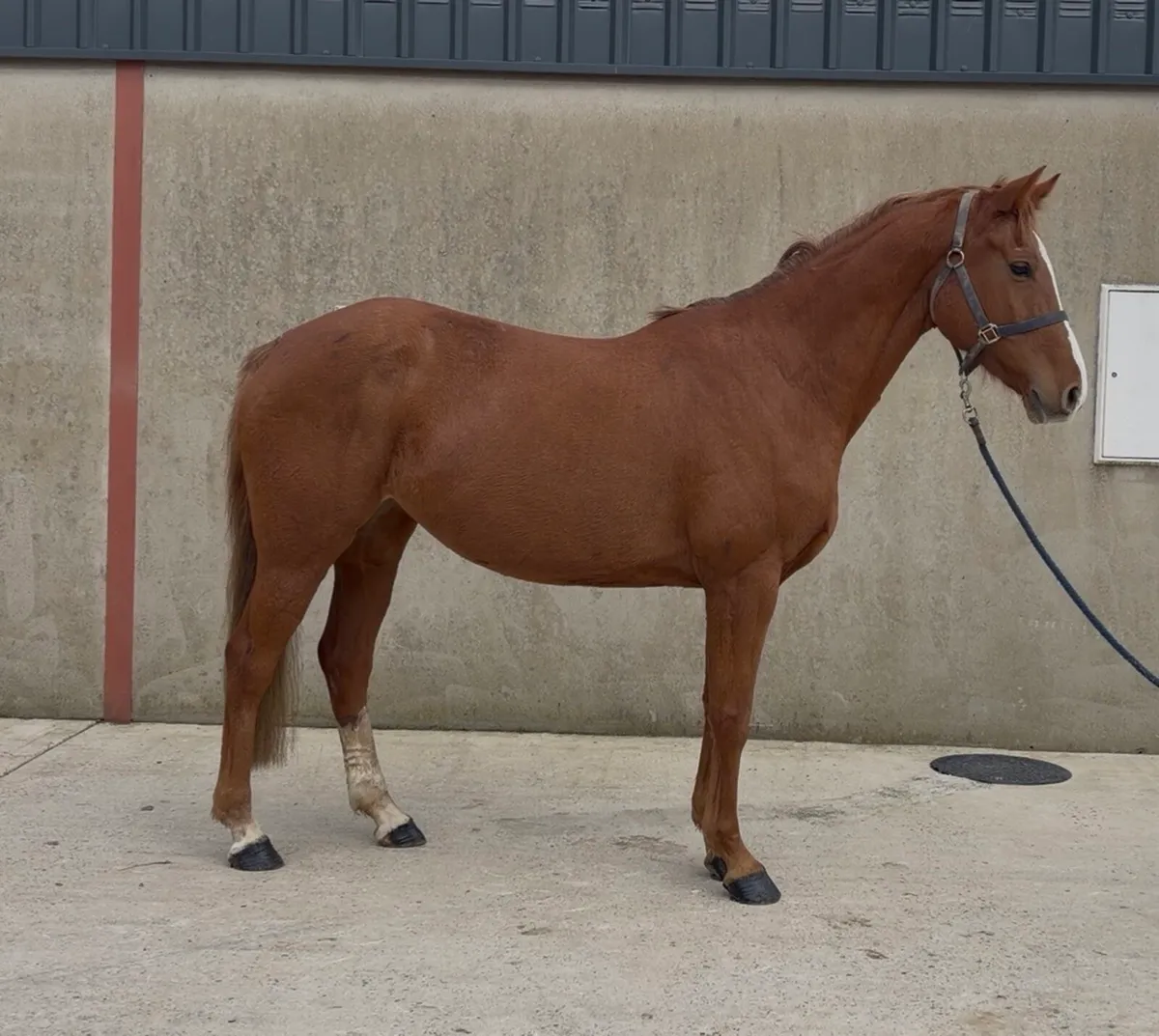 15.3h 6 yo ISH mare - Image 4