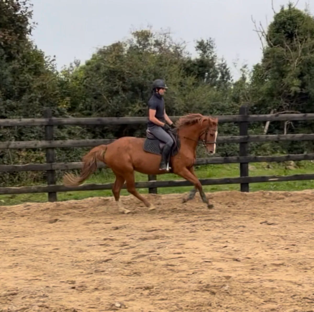 15.3h 6 yo ISH mare - Image 1