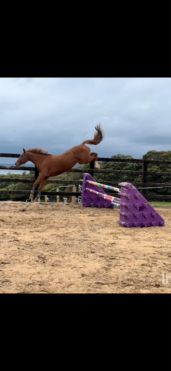 15.3h 6 yo ISH mare - Image 2