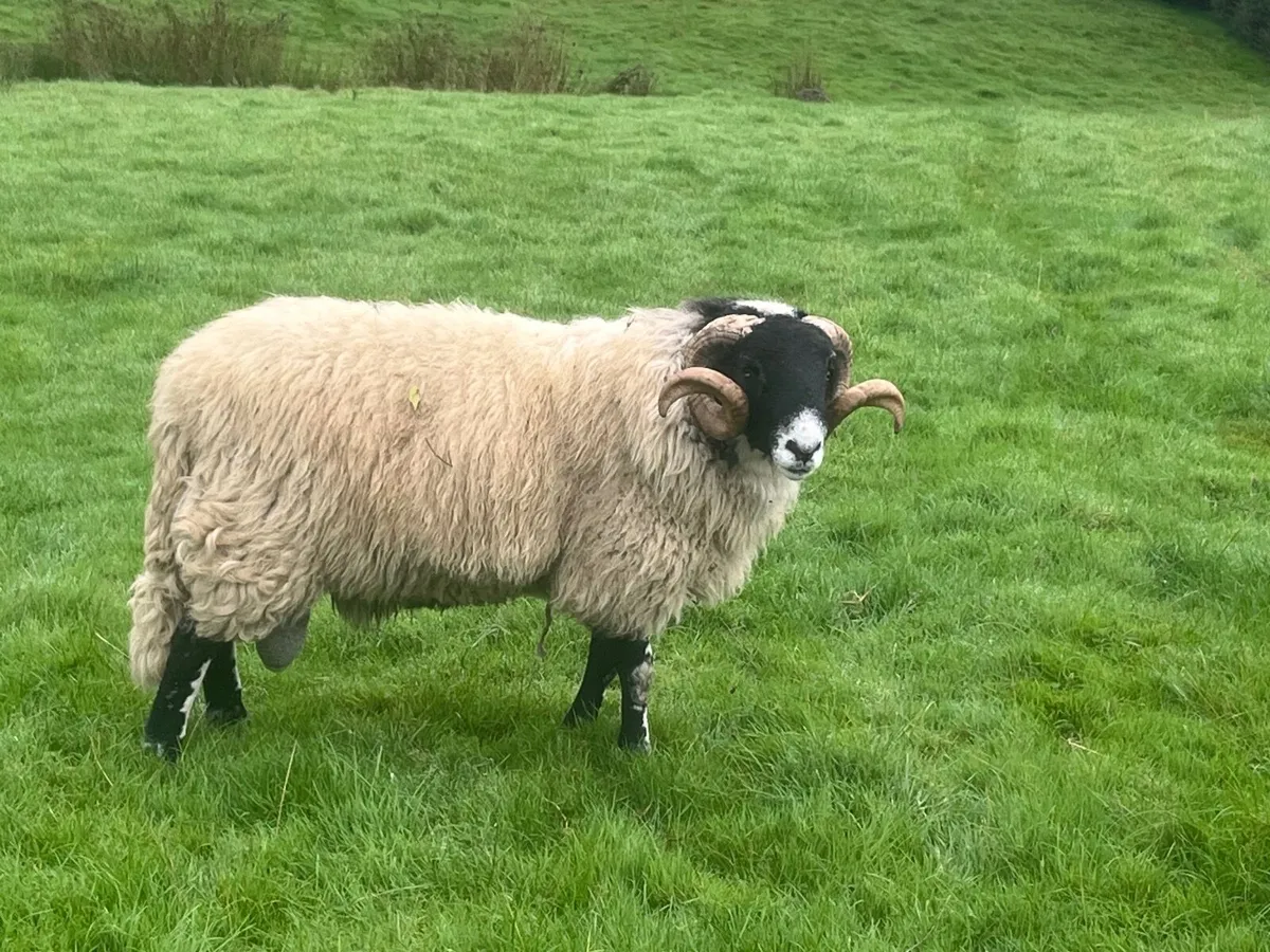 Scotch Sheep - Image 3