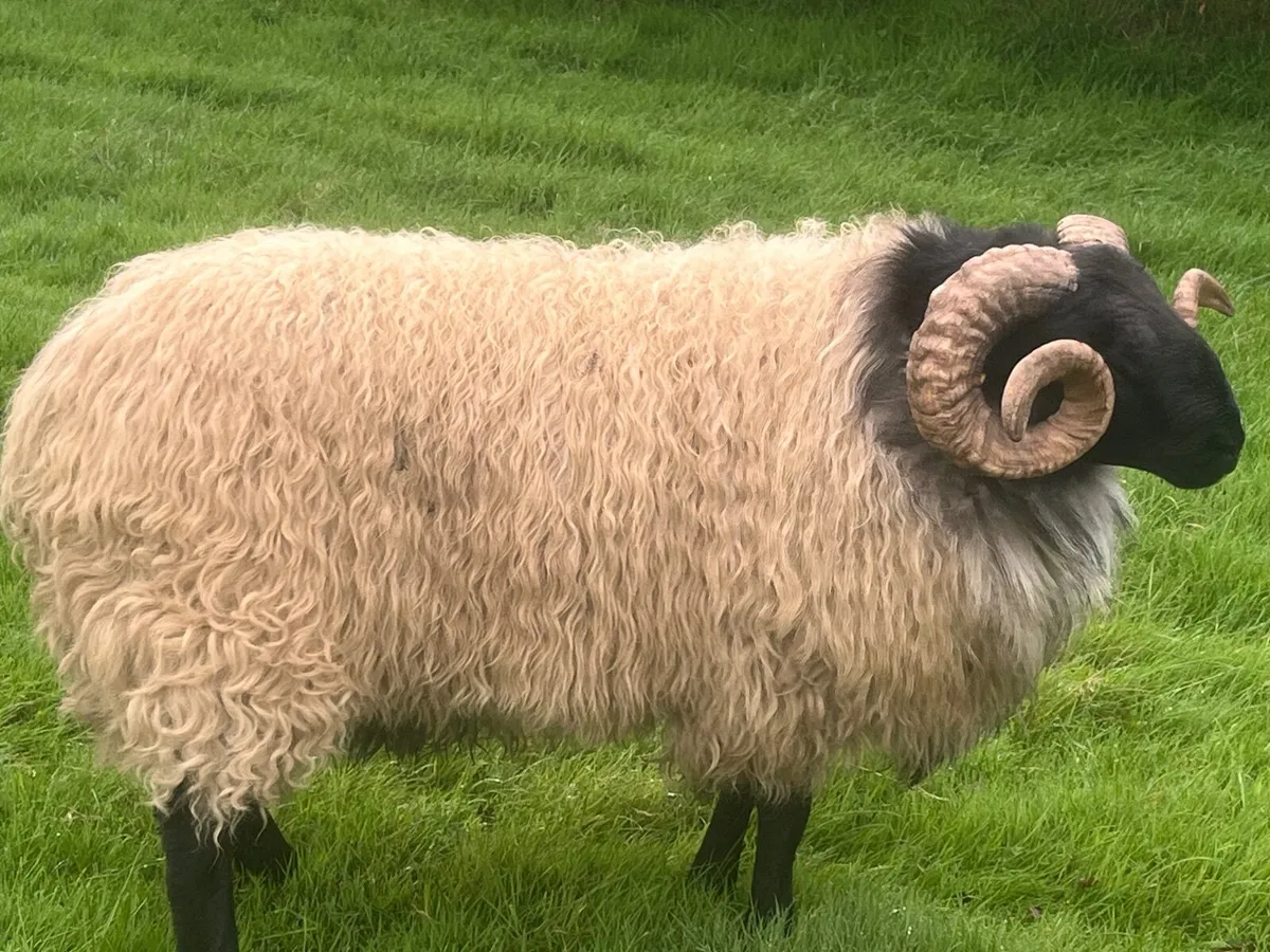 Scotch Sheep - Image 4