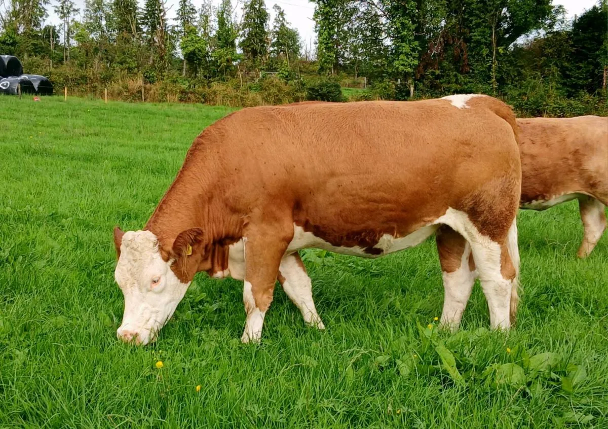 3 PB Simmental Incalf Heifers for Sale - Image 2
