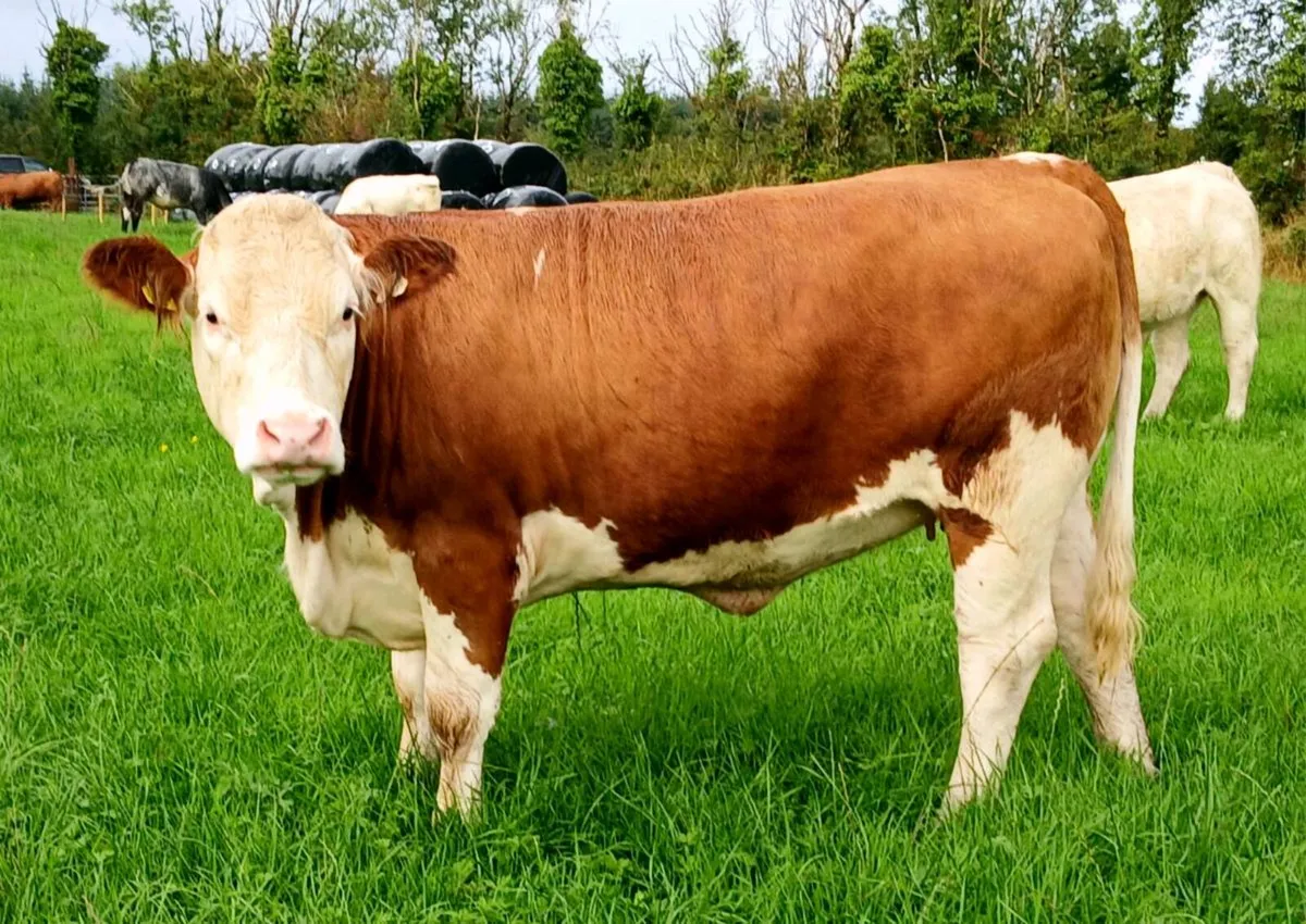 3 PB Simmental Incalf Heifers for Sale - Image 3