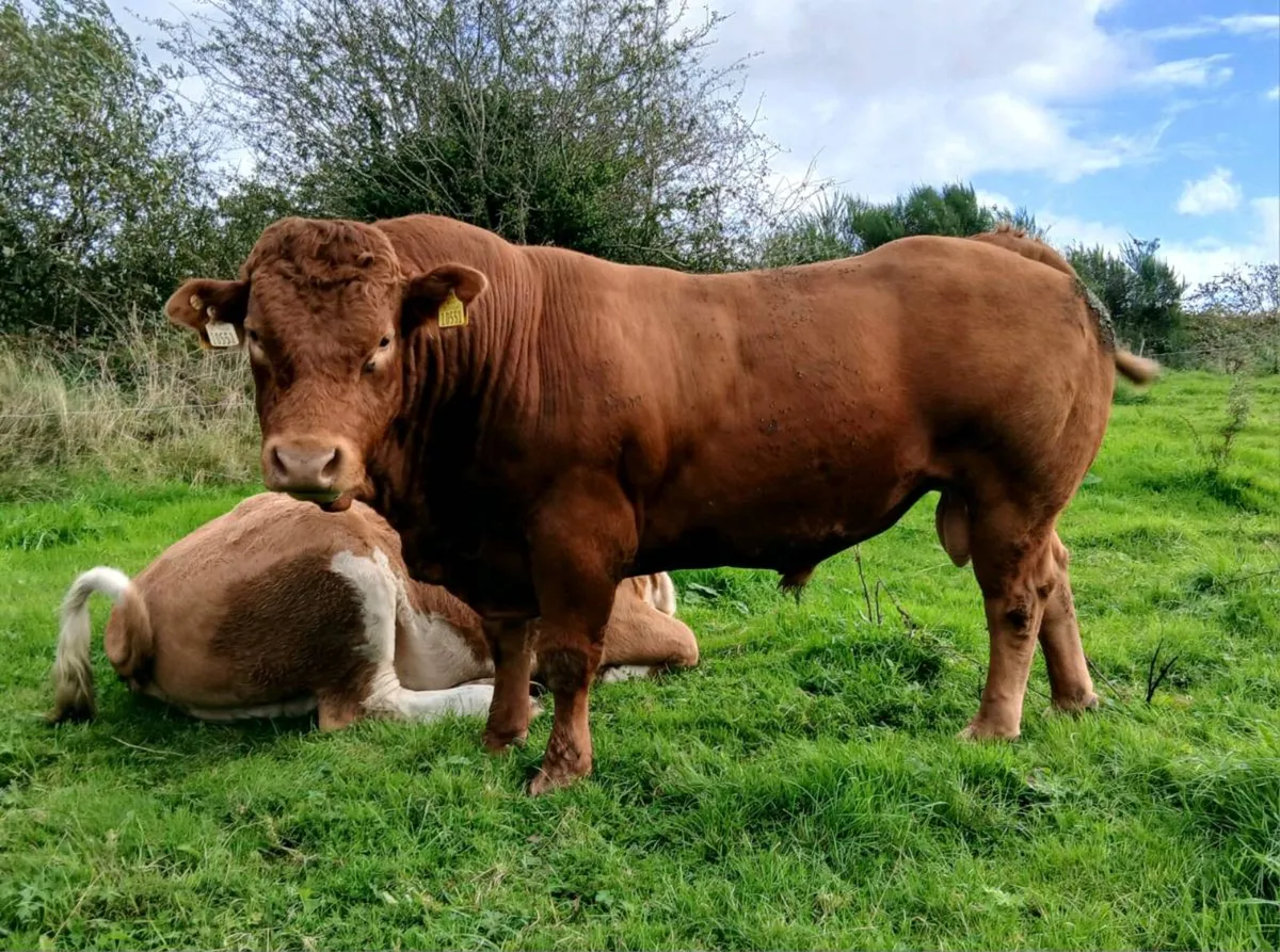 3 PB Simmental Incalf Heifers for Sale - Image 4