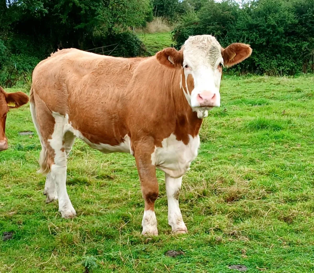 3 PB Simmental Incalf Heifers for Sale - Image 1