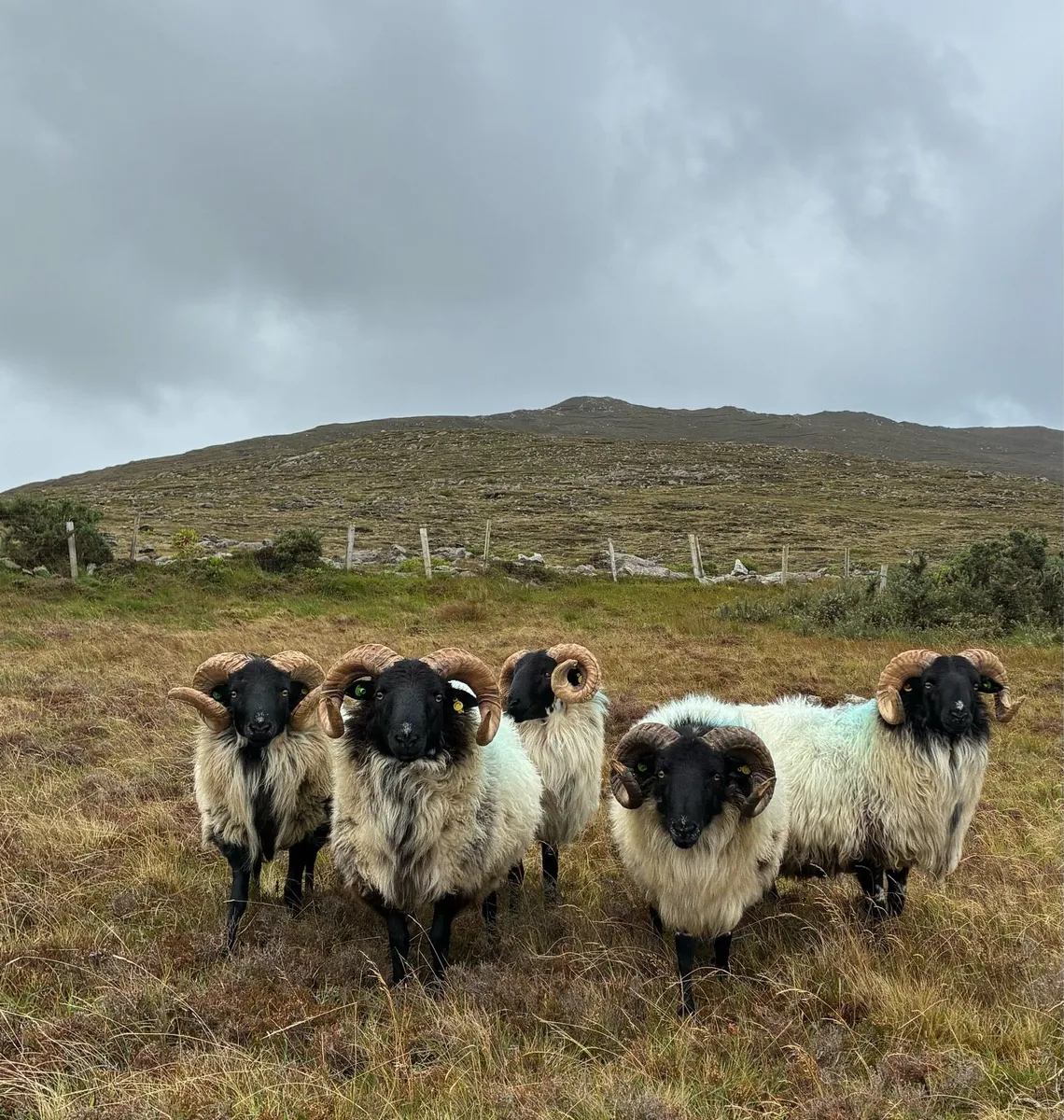 HOGGET MOUNTAIN RAMS & 2 YEAR OLD RAM - Image 2