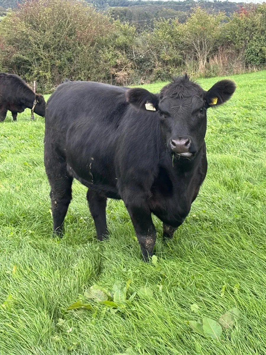 14 PBR Angus Maiden Heifers - Image 1