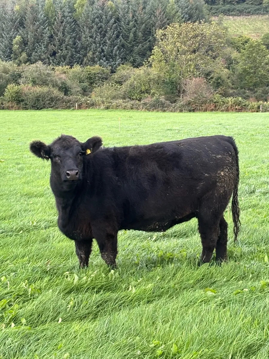 14 PBR Angus Maiden Heifers - Image 2