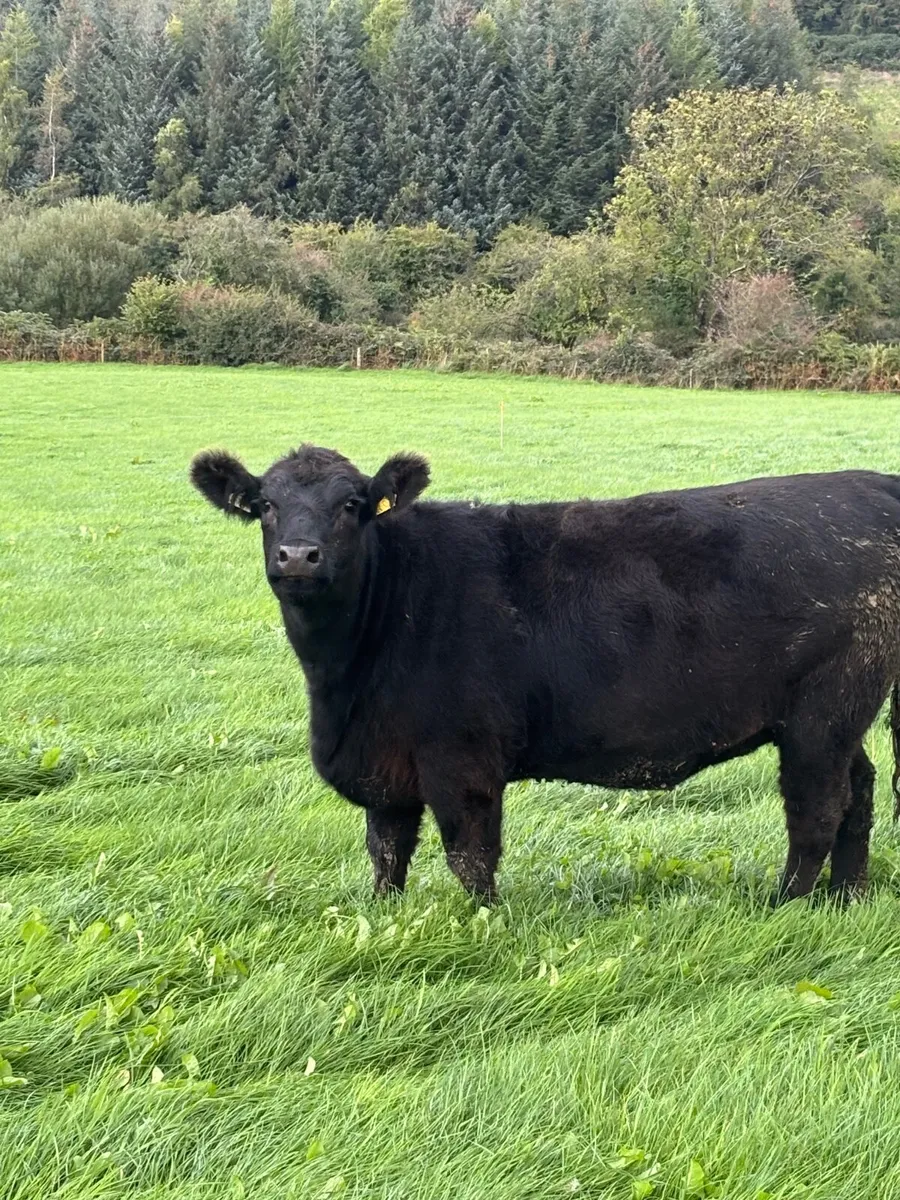 14 PBR Angus Maiden Heifers - Image 3