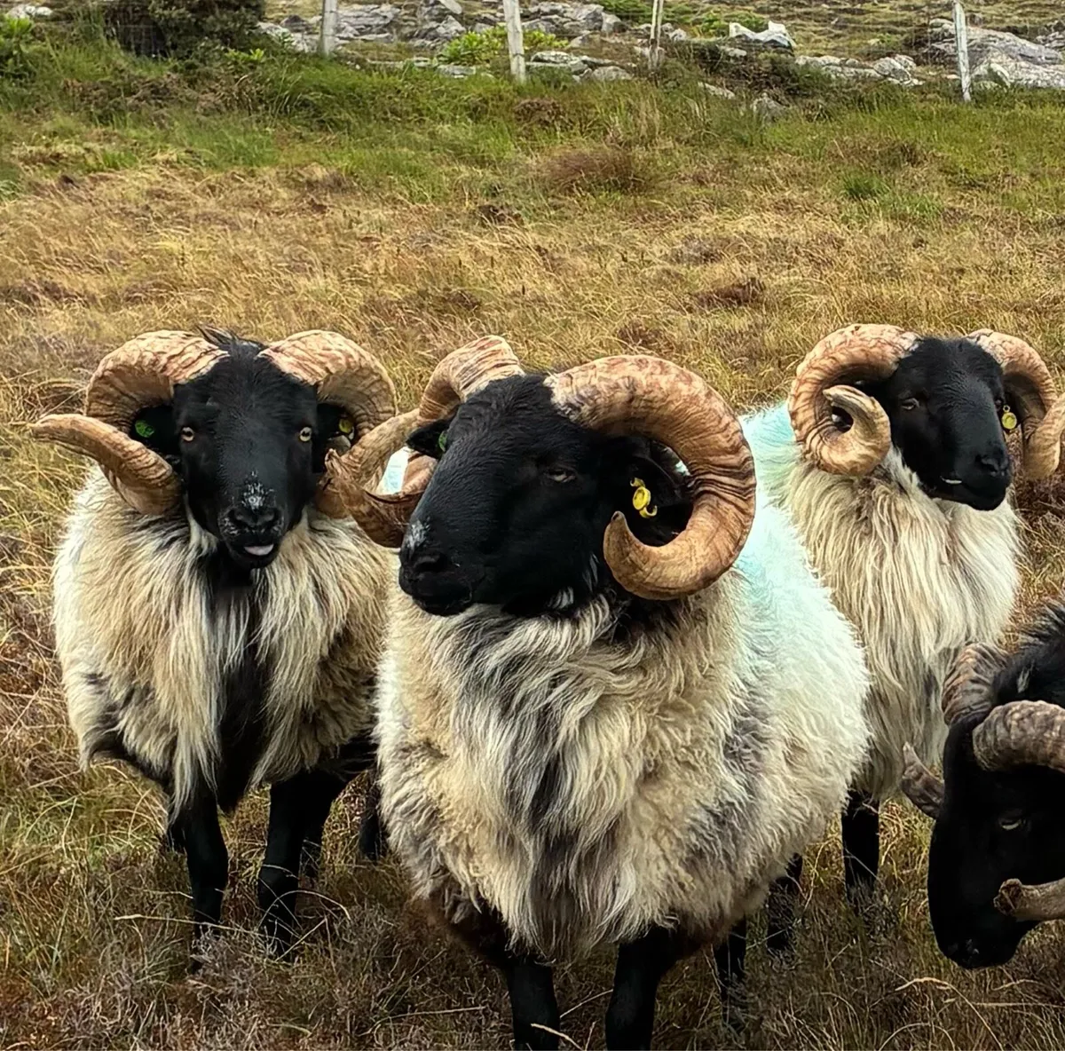 HOGGET MOUNTAIN RAMS & 2 YEAR OLD RAM - Image 1