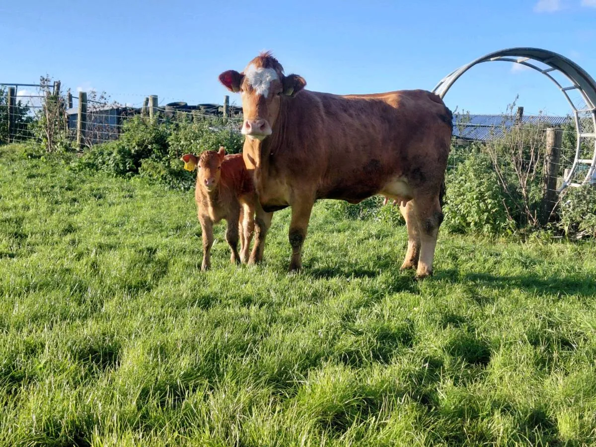 1st calving heifer - Image 1