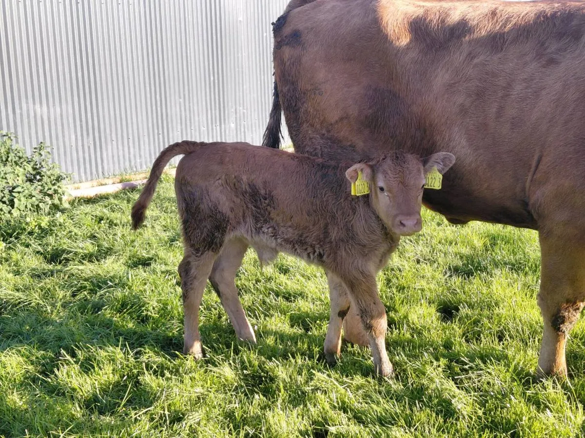 1st calving heifer - Image 3