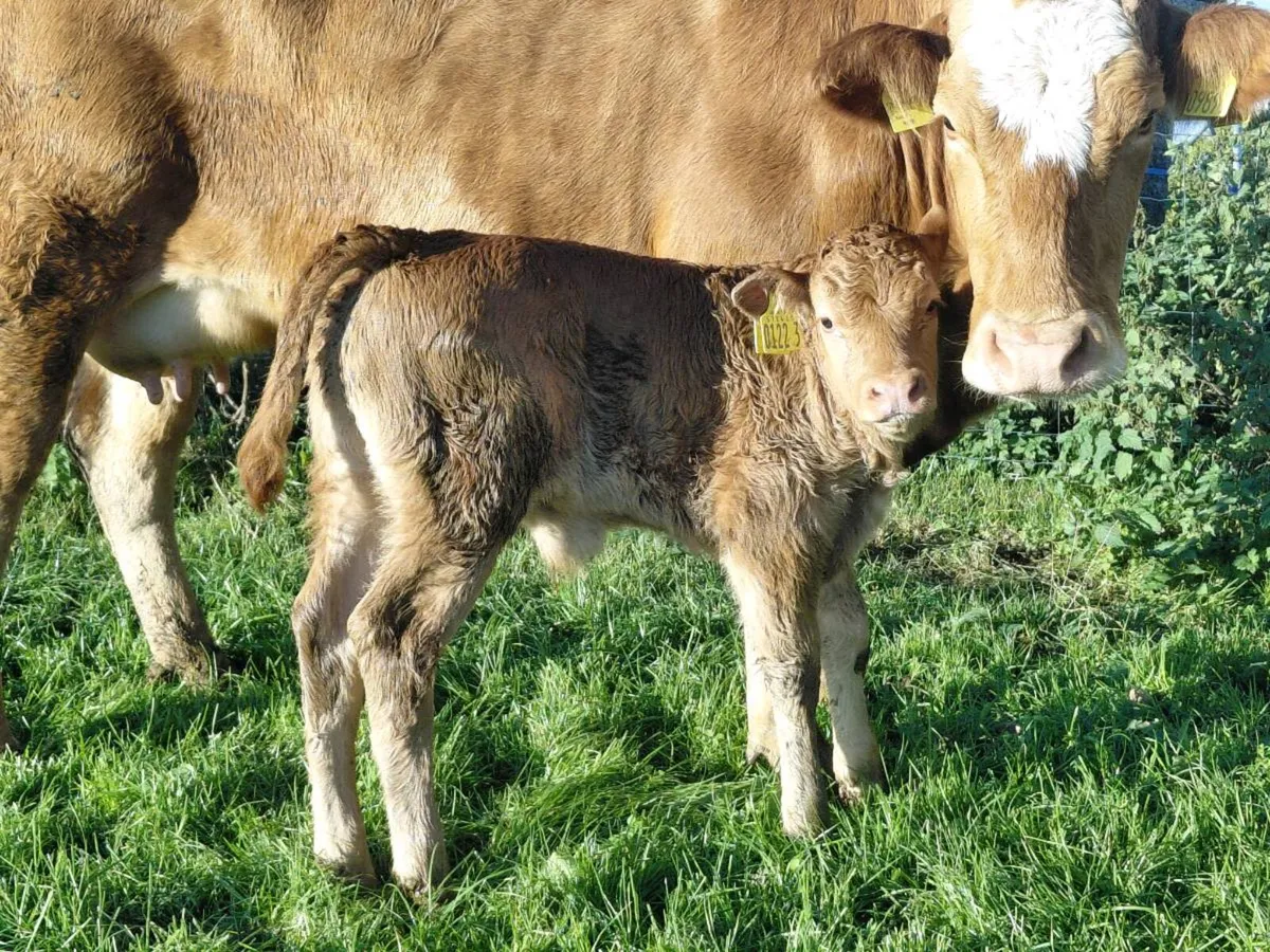 1st calving heifer - Image 2