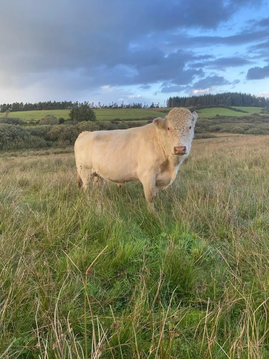 PBR SHORTHORN BULL - Image 3
