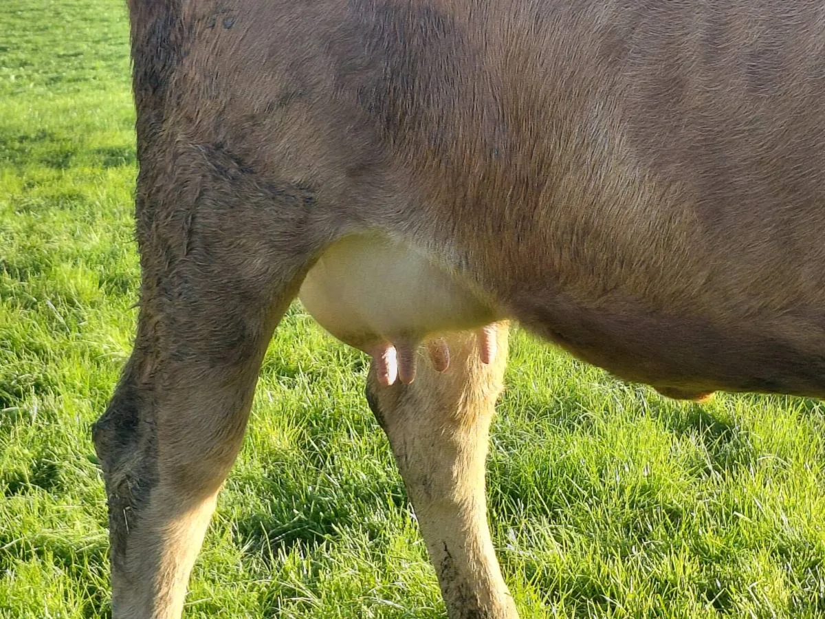 1st calving heifer - Image 4