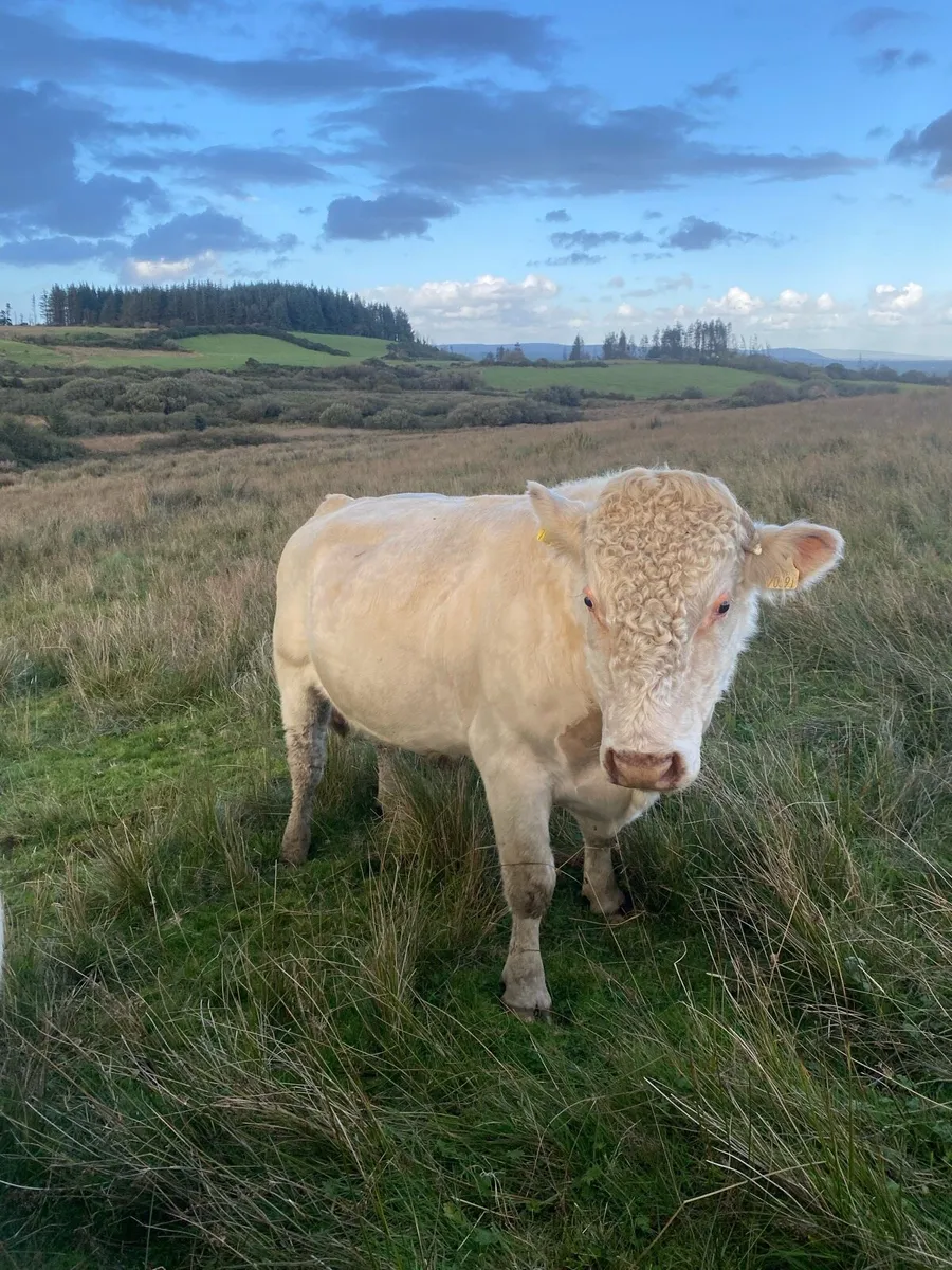 PBR SHORTHORN BULL - Image 1