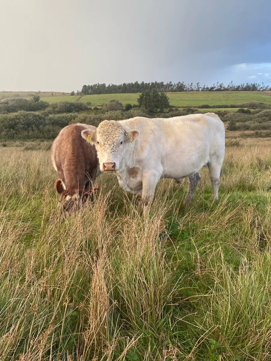 PBR SHORTHORN BULL - Image 2