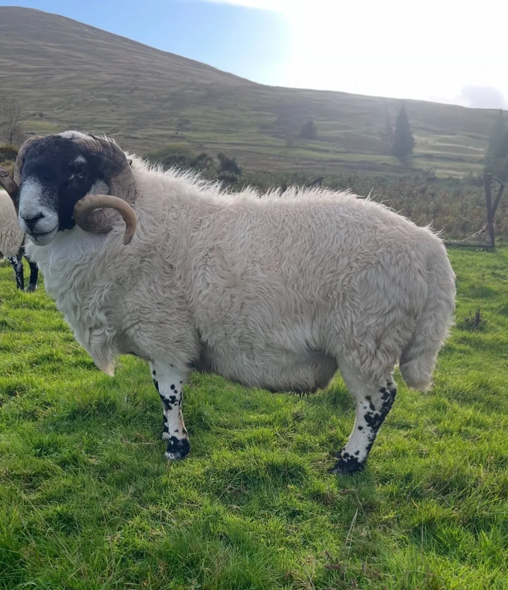 Scotch Sheep - Image 2