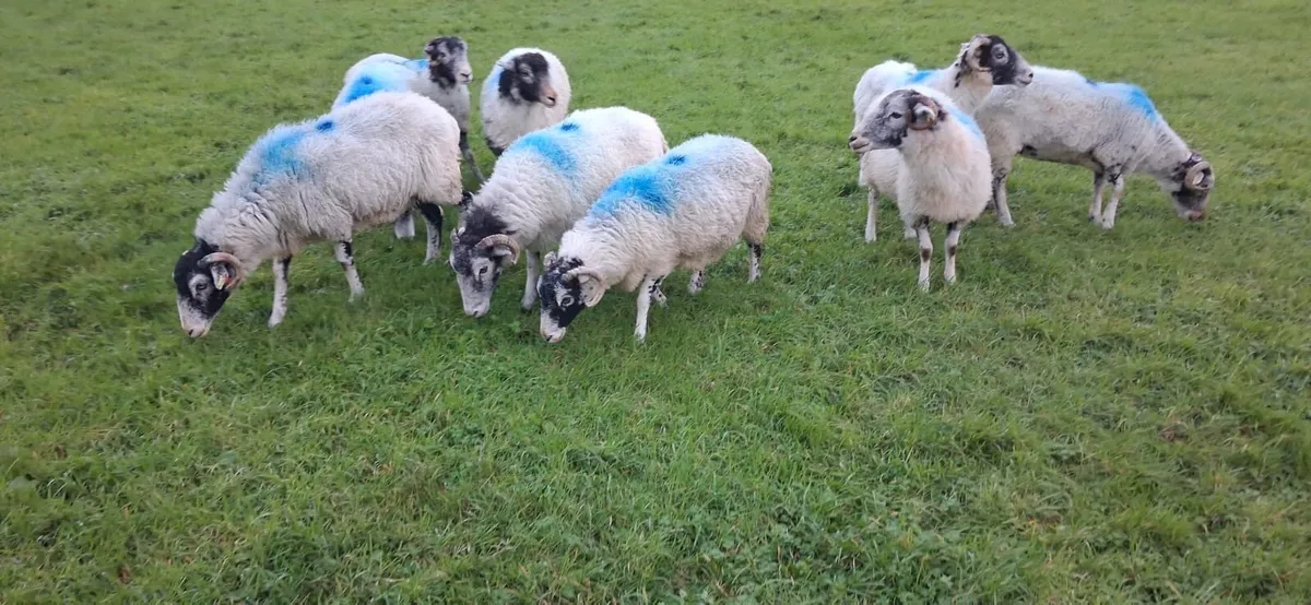 Swaledale ewes for sale - Image 1