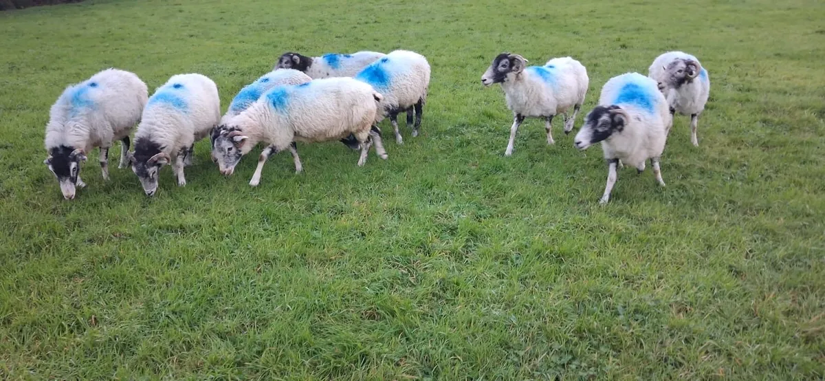 Swaledale ewes for sale - Image 2