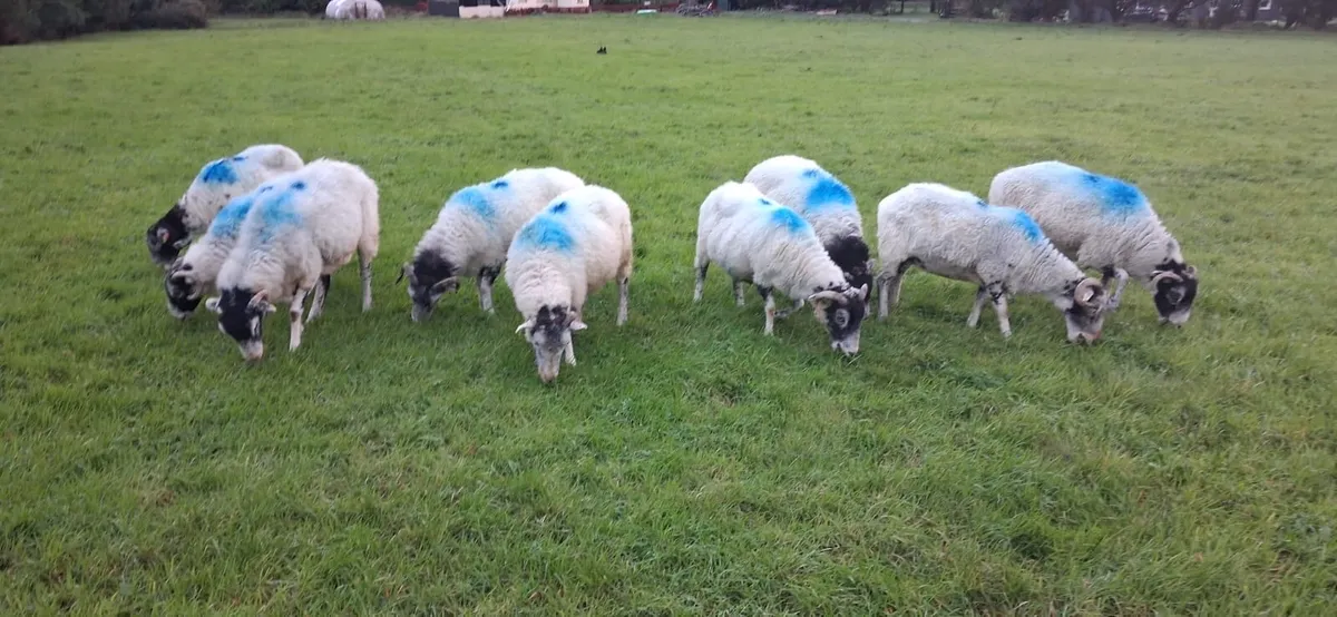 Swaledale ewes for sale - Image 3