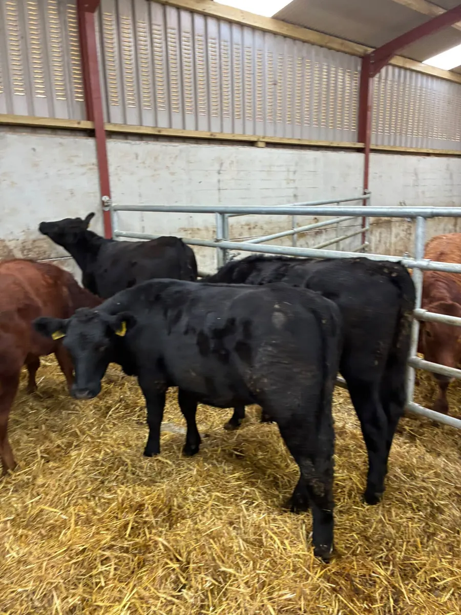 Beef bred Angus heifers - Image 4