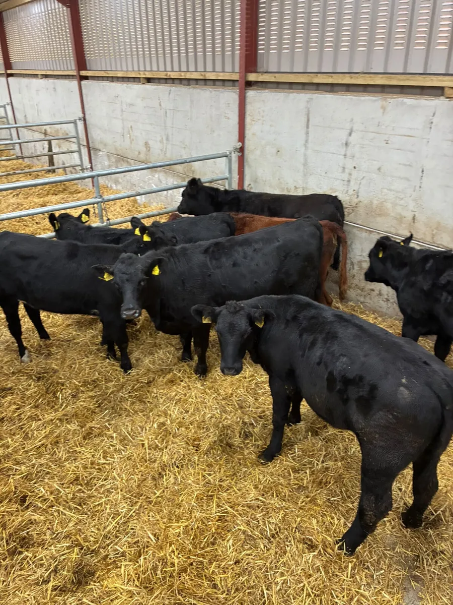 Beef bred Angus heifers - Image 2
