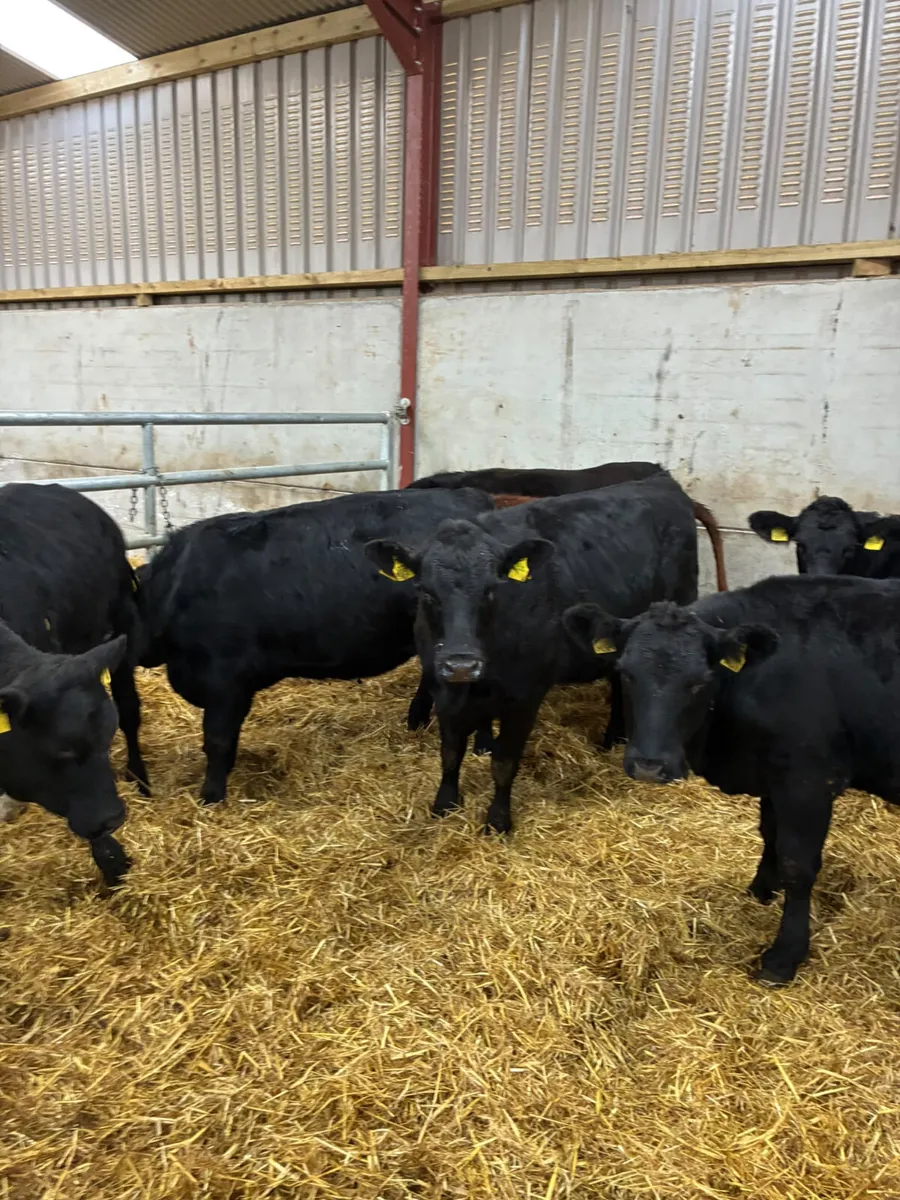 Beef bred Angus heifers - Image 3