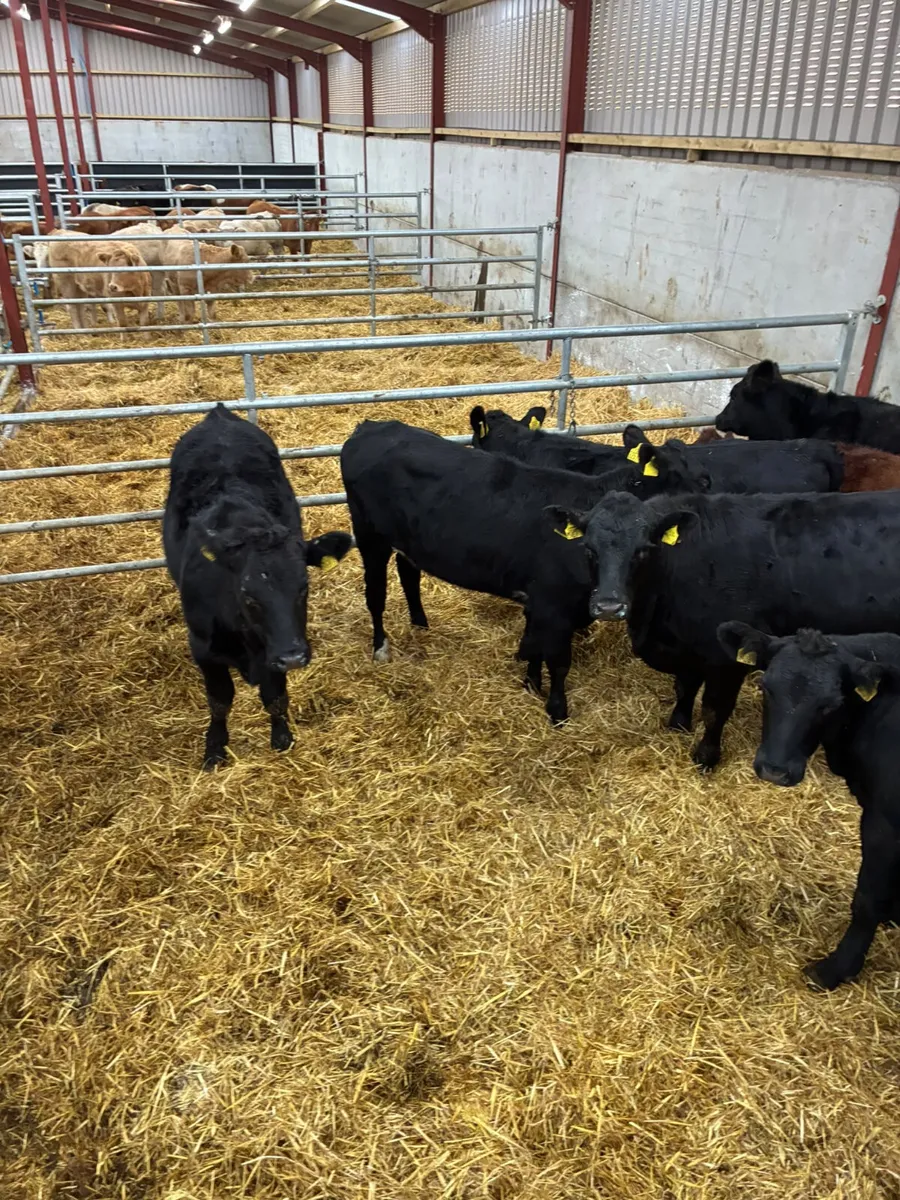 Beef bred Angus heifers - Image 1