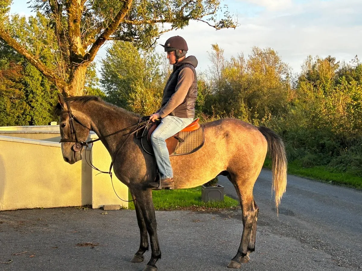 4yr old grey 15.3 gelding - Image 1