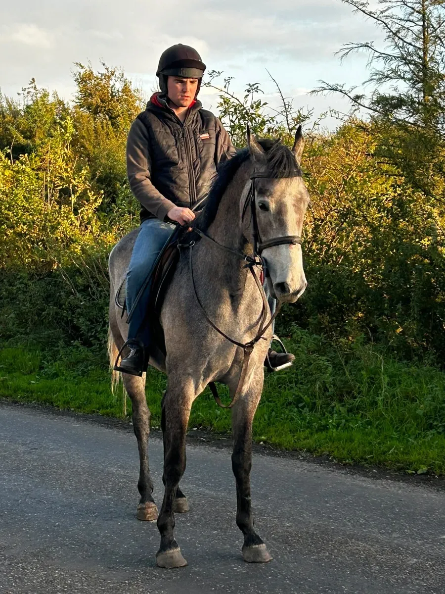 4yr old grey 15.3 gelding - Image 2