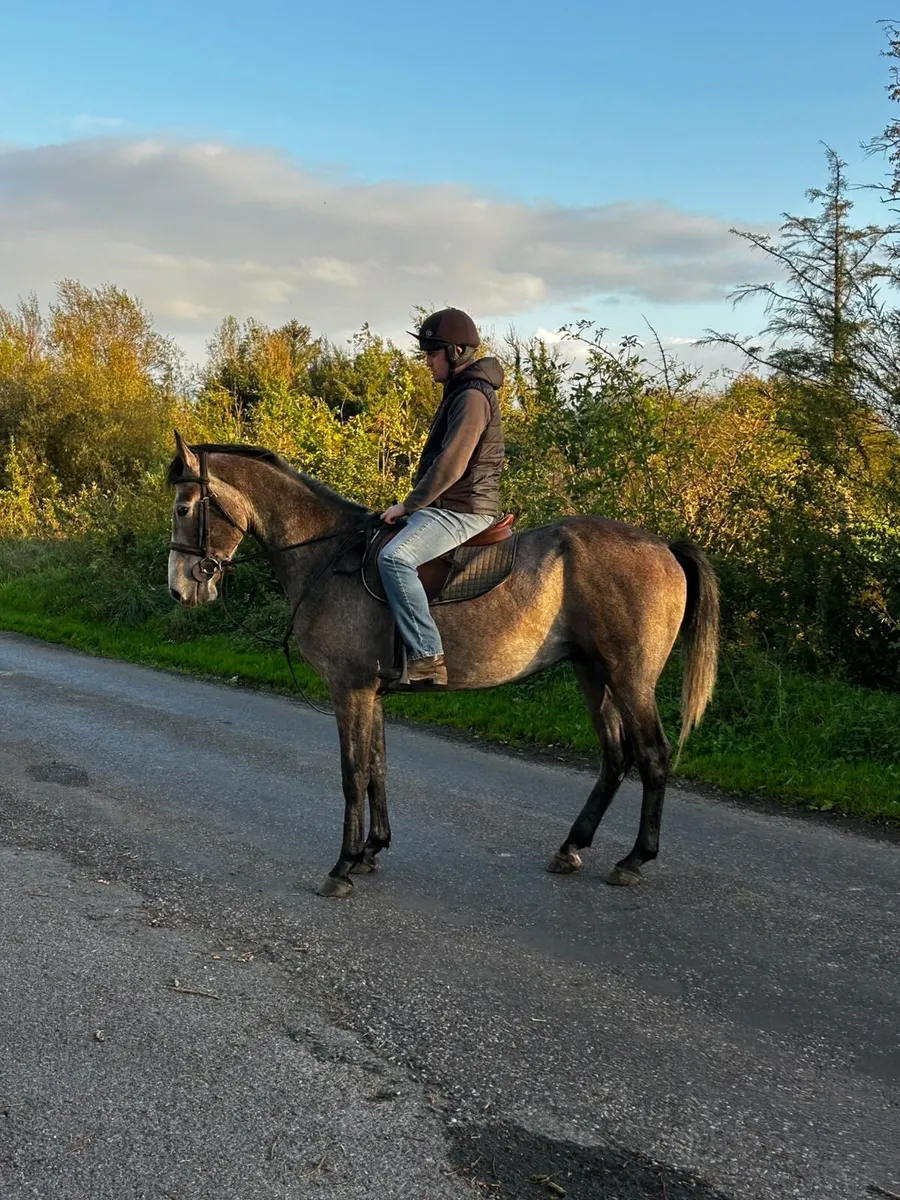 4yr old grey 15.3 gelding - Image 3