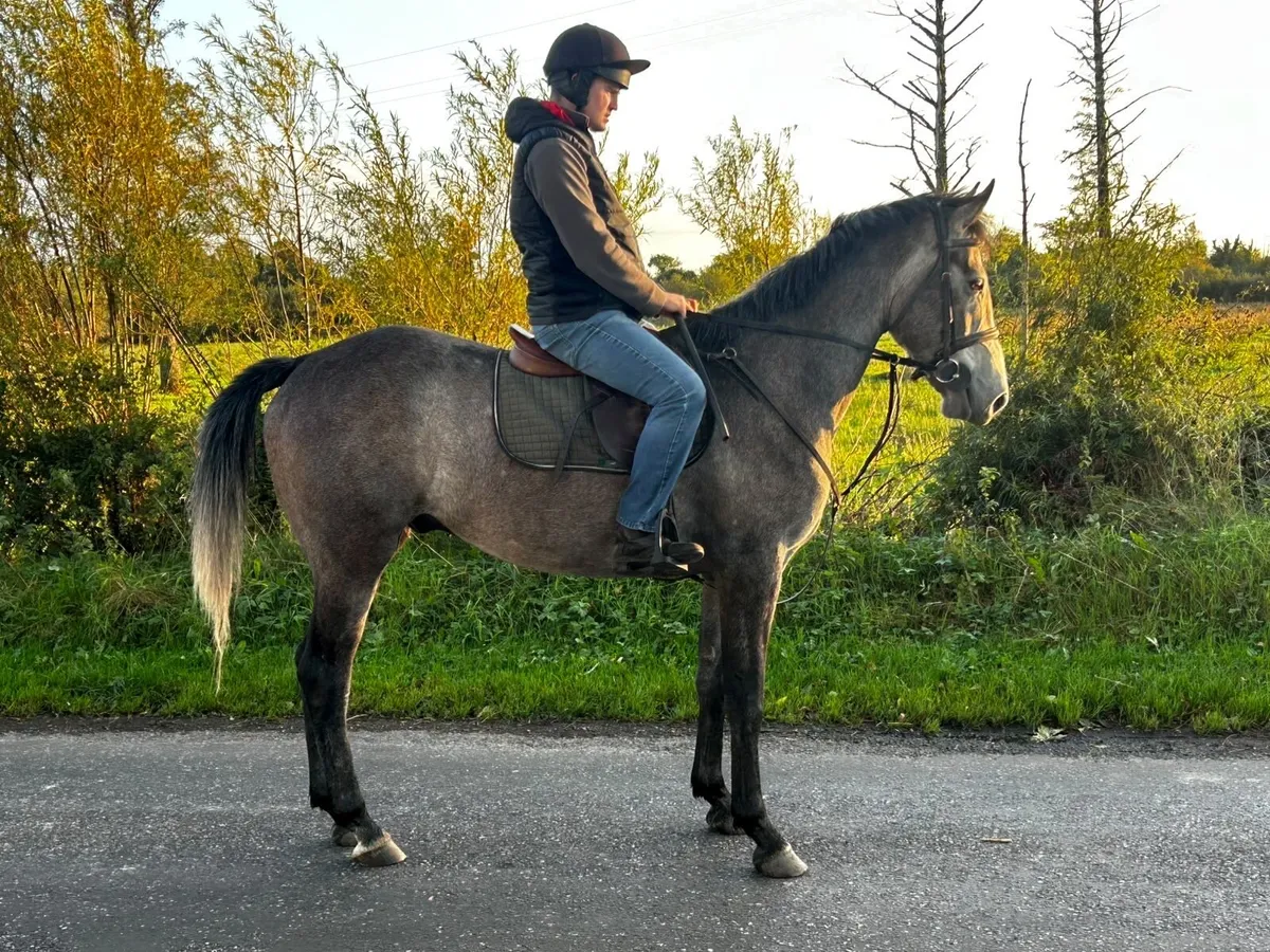 4yr old grey 15.3 gelding - Image 4