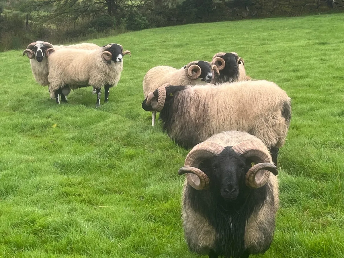Scotch Sheep - Image 1