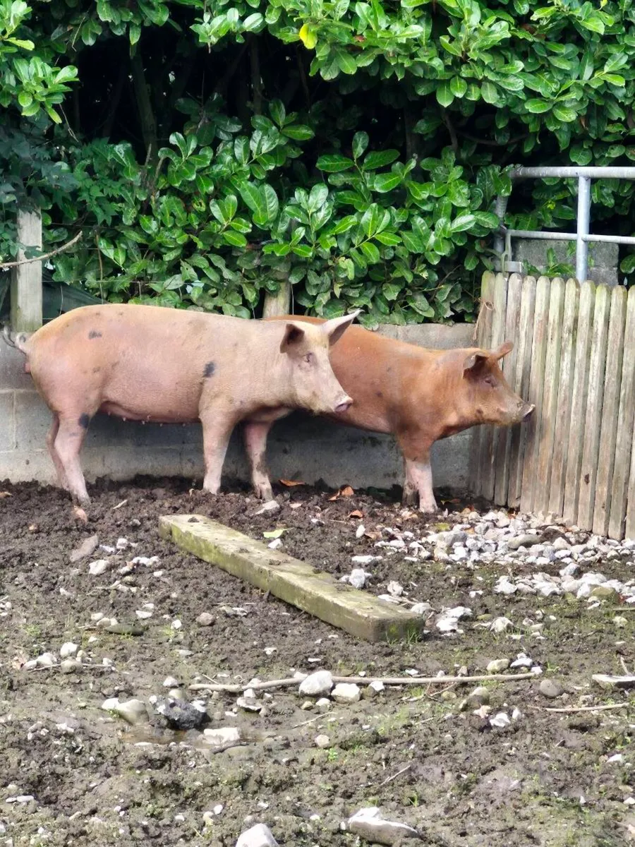 Pigs - Image 1