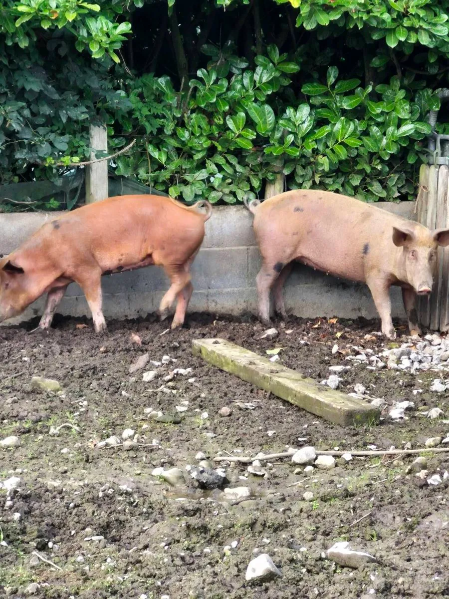 Pigs - Image 2
