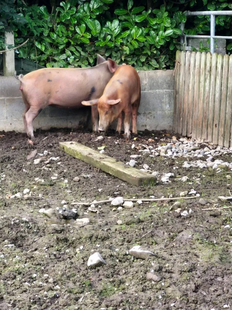 Pigs - Image 3