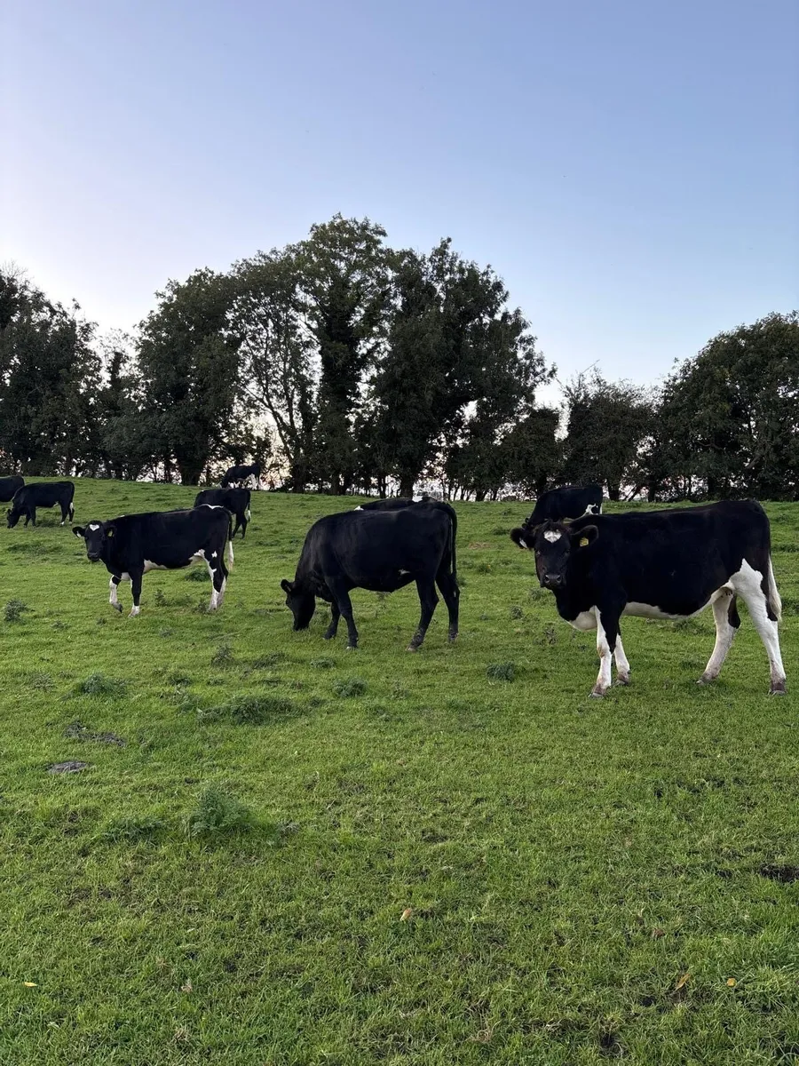 High EBI Incalf Heifers - Image 1