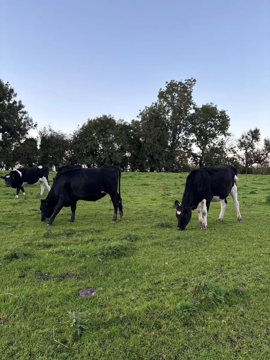 High EBI Incalf Heifers - Image 2