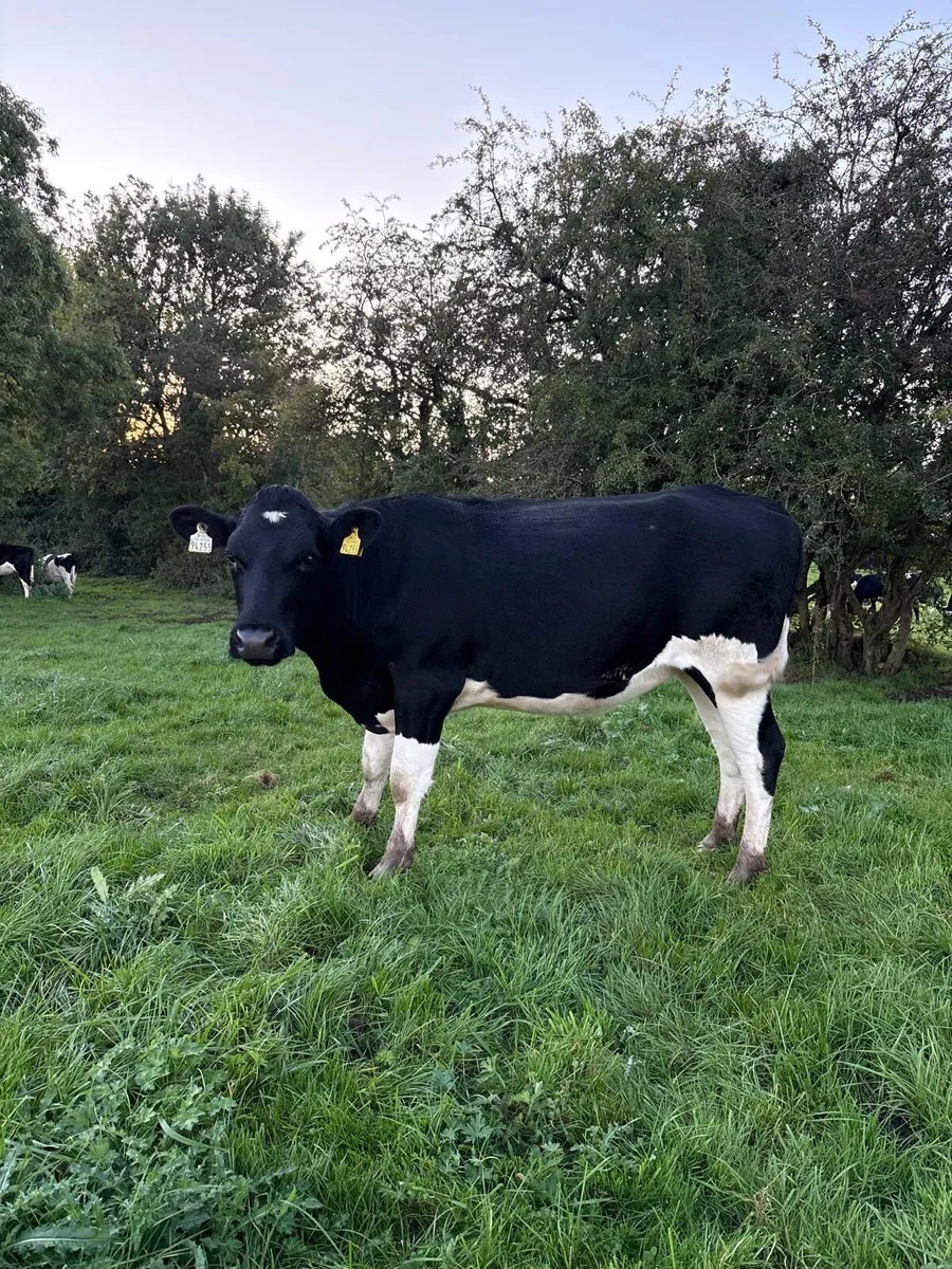 High EBI Incalf Heifers - Image 3