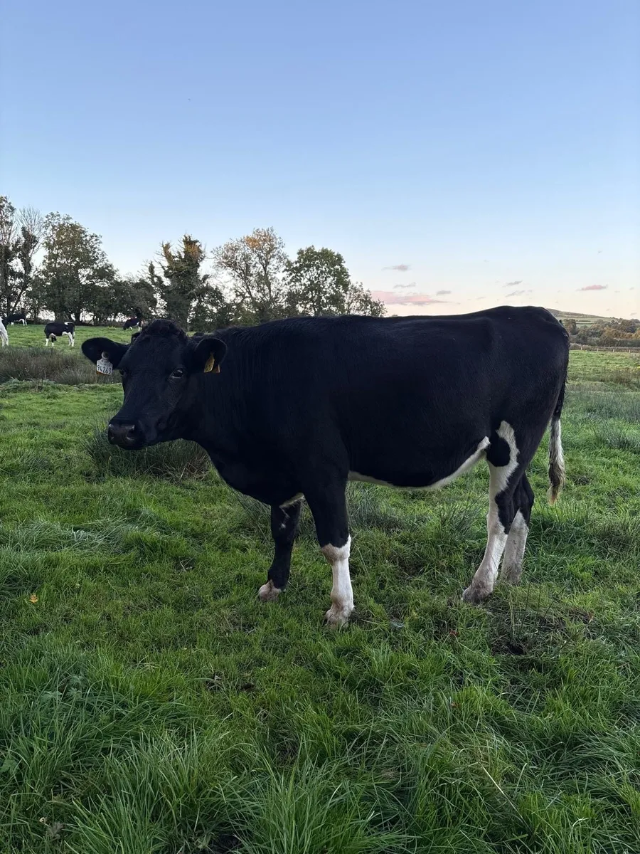 High EBI Incalf Heifers - Image 4