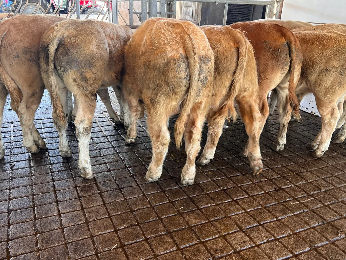 • Smashing Charolais Bullocks 350kg • - Image 2