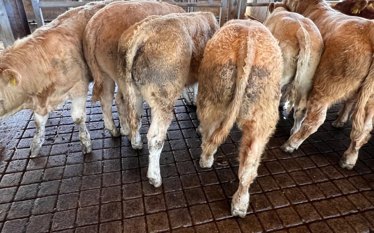 30/09/26 • Fresh in •Charolais Bullocks 350kg - Image 1