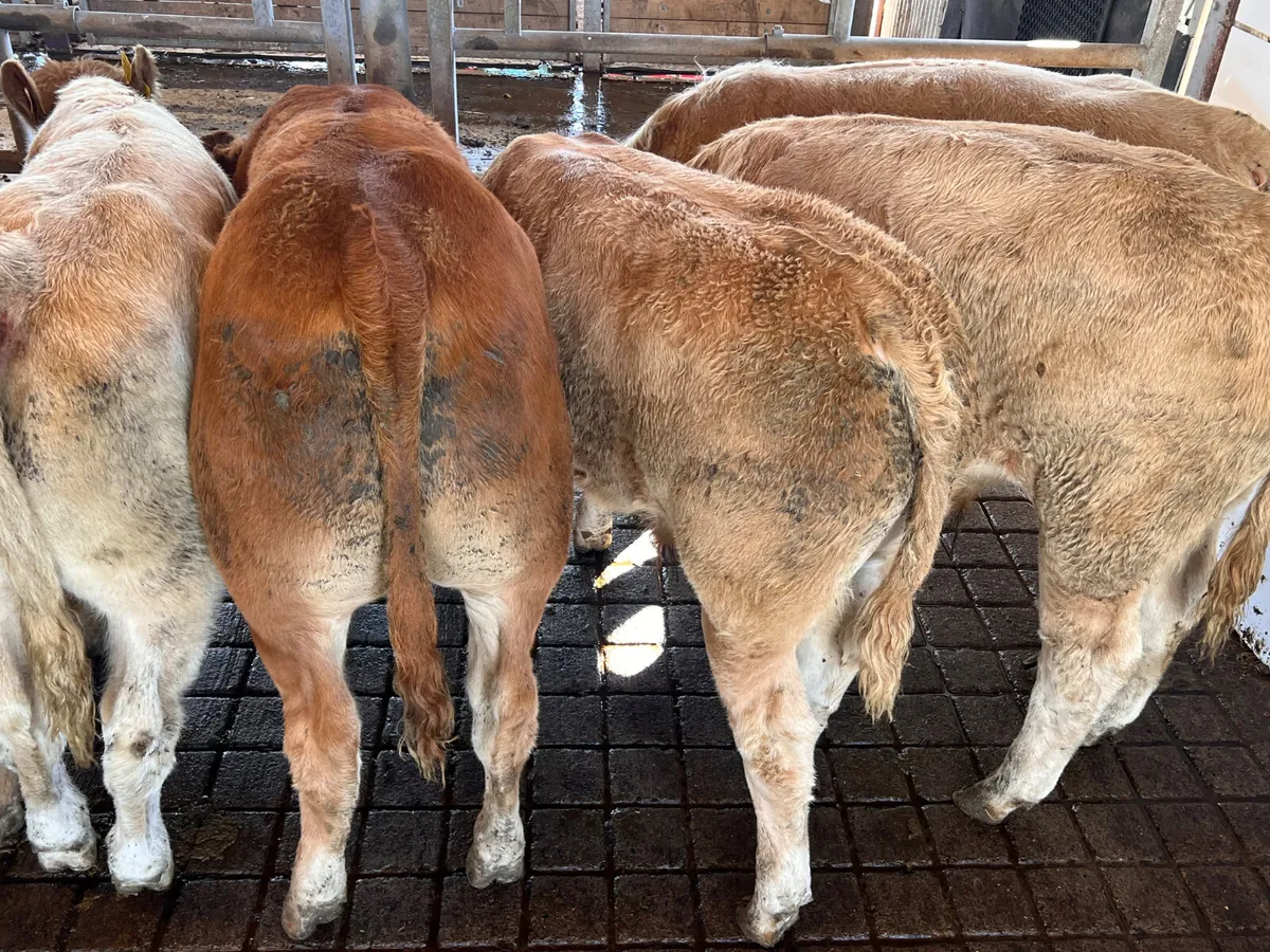 30/09/26 • Fresh in •Charolais Bullocks 350kg - Image 2